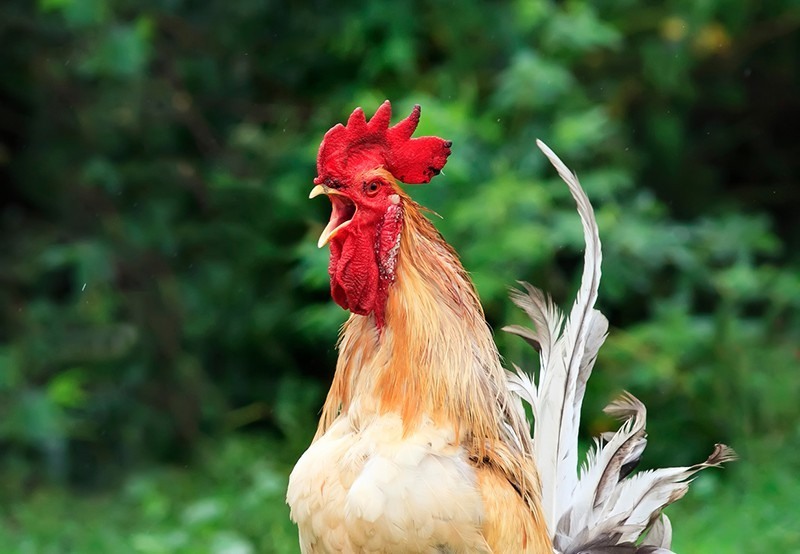 Image Sample